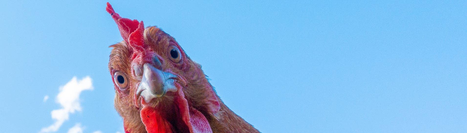 Huhn schaut von oben in die Kamera (Foto: Adobe Stock, luchschenF)
