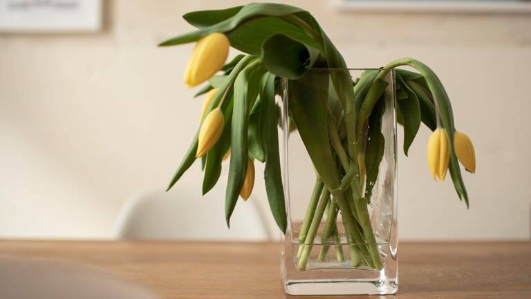 Tulpen in der Vase lassen den Kopf hängen (Foto: Adobe Stock, Marco Martins)