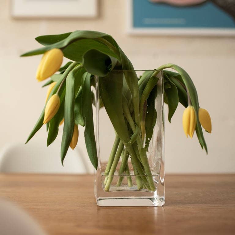 Tulpen in der Vase lassen den Kopf hängen (Foto: Adobe Stock, Marco Martins)