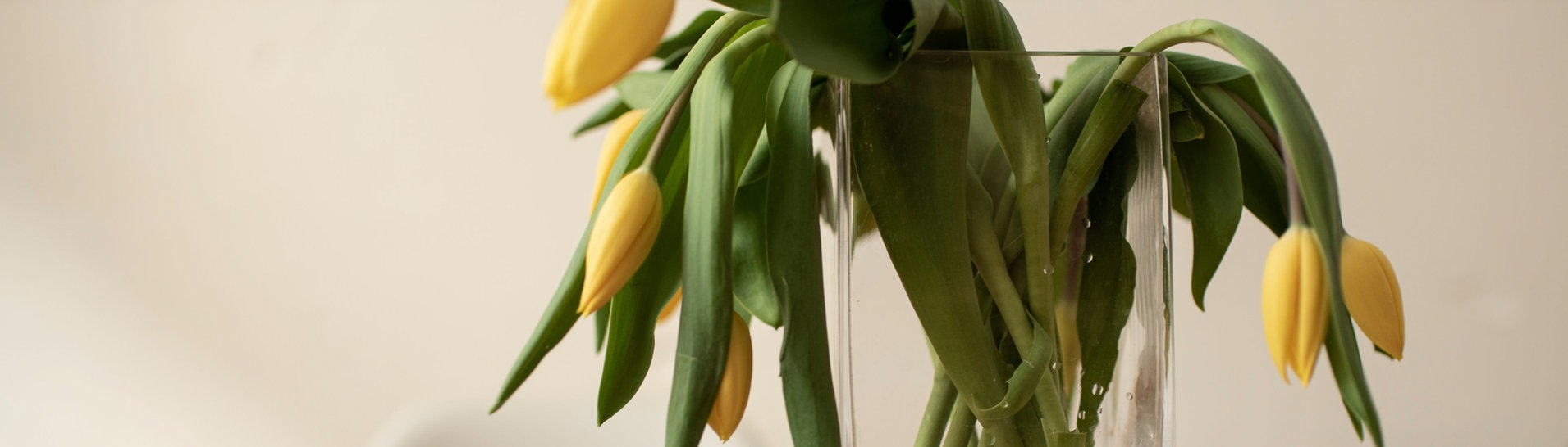 Tulpen in der Vase lassen den Kopf hängen (Foto: Adobe Stock, Marco Martins)