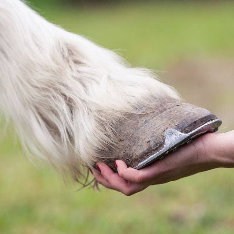 Pferd gibt Hufe einer Hand 