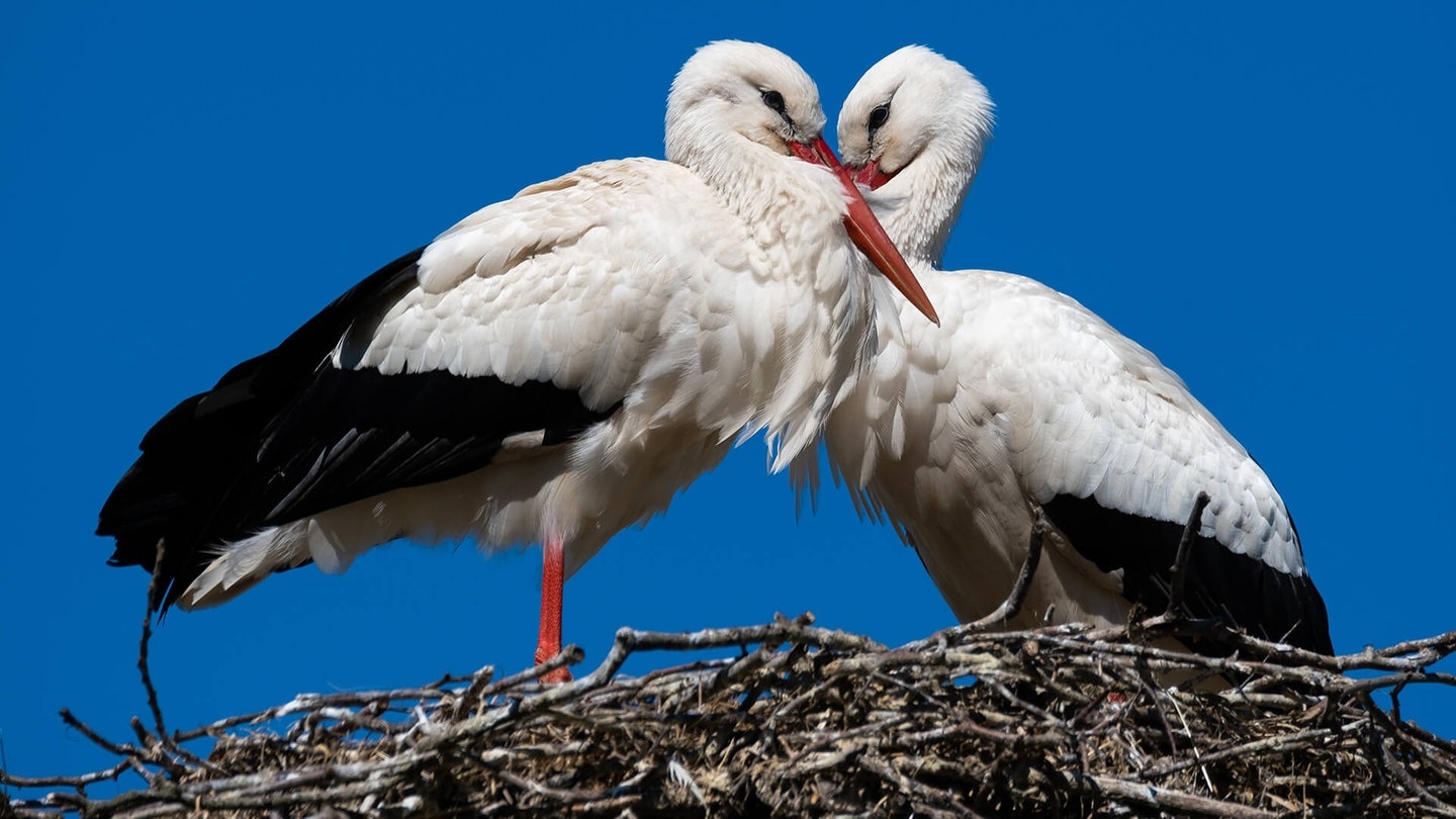 Storchenpaar auf einem Nest (Foto: AdobeStock / Alexander von Düren)