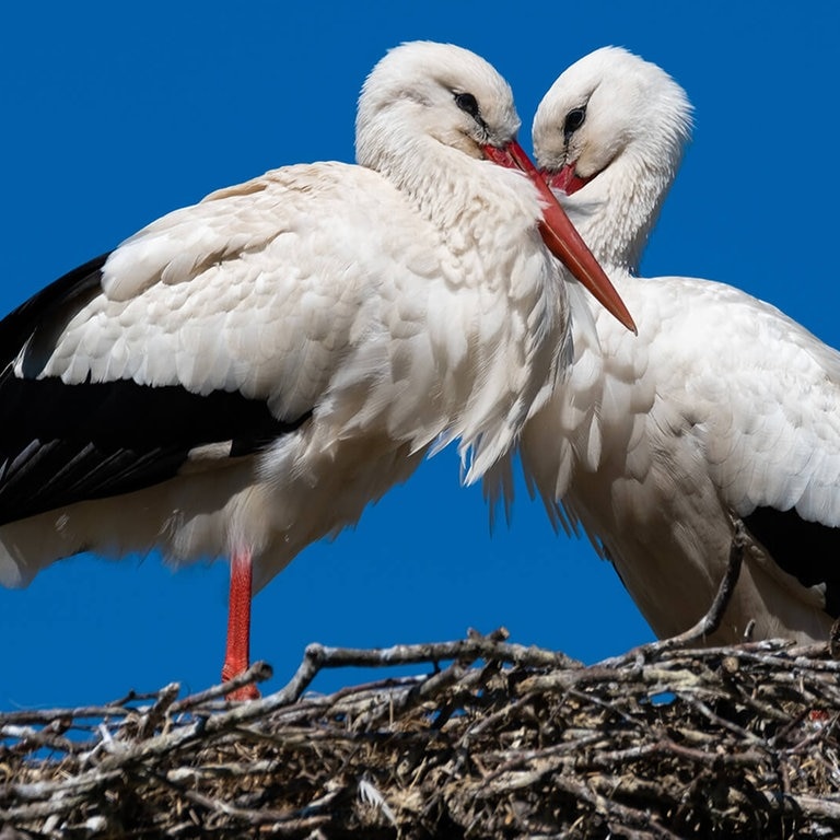 Storchenpaar auf einem Nest