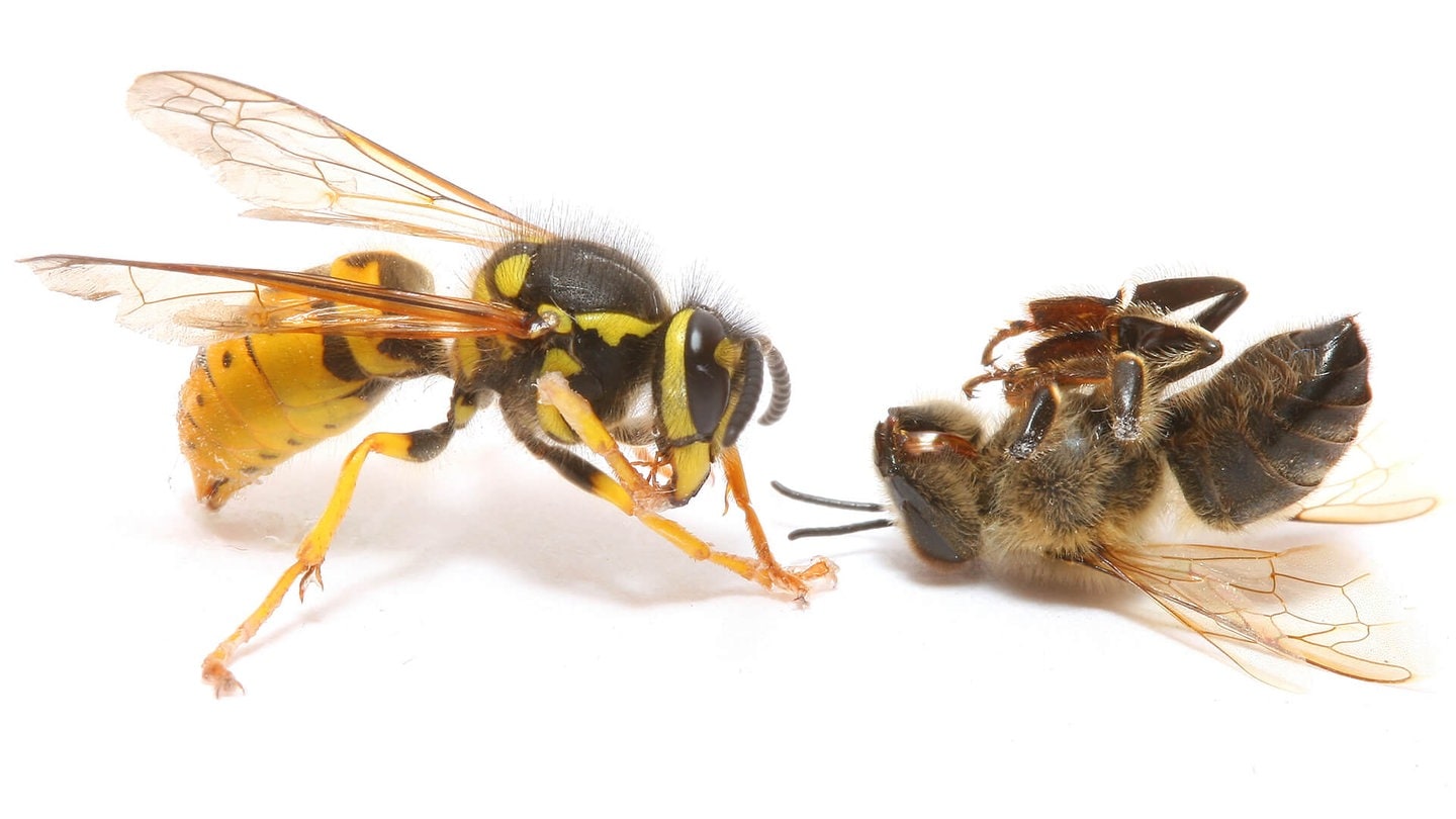 Lebendige Wespe gegen tote Biene (Foto: AdobeStock / bota horatiu)