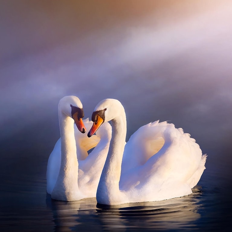 Zwei Höckerschwäne auf dem Wasser (Foto: AdobeStock Konstiantyn)