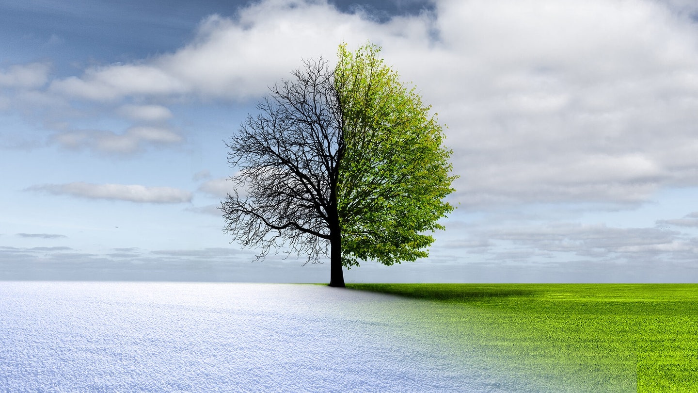 Baum im Winter und Sommer (Foto: AdobeStock_188091561by-studio)