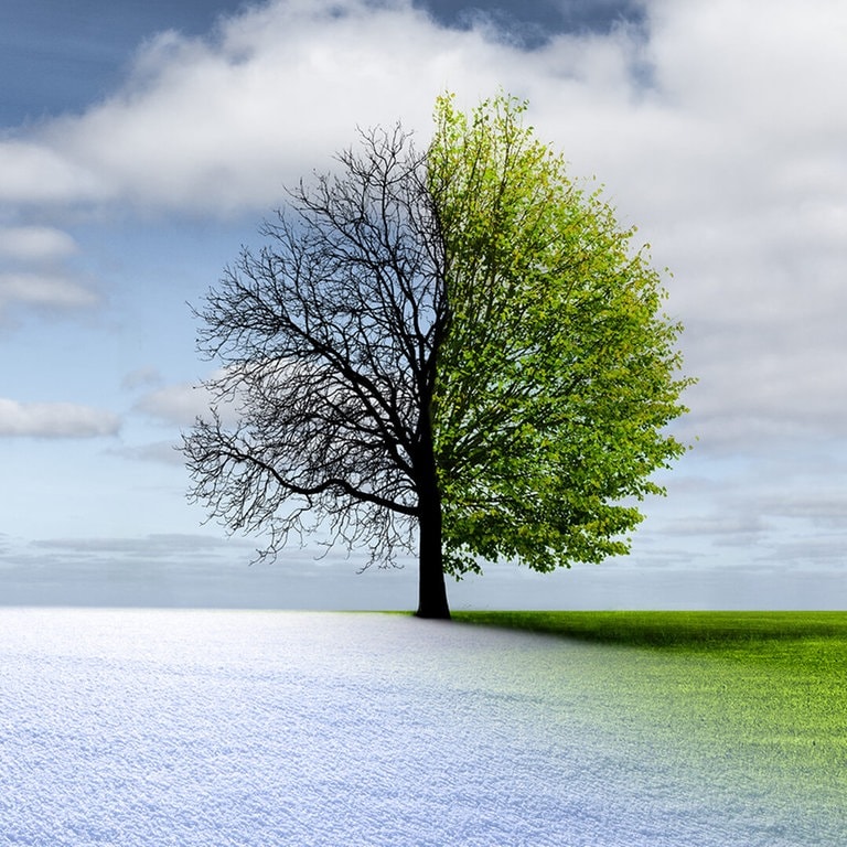 Baum im Winter und Sommer (Foto: AdobeStock_188091561by-studio)