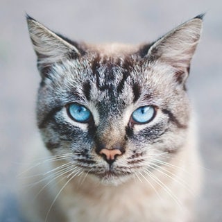 Katze mit blauen Augen