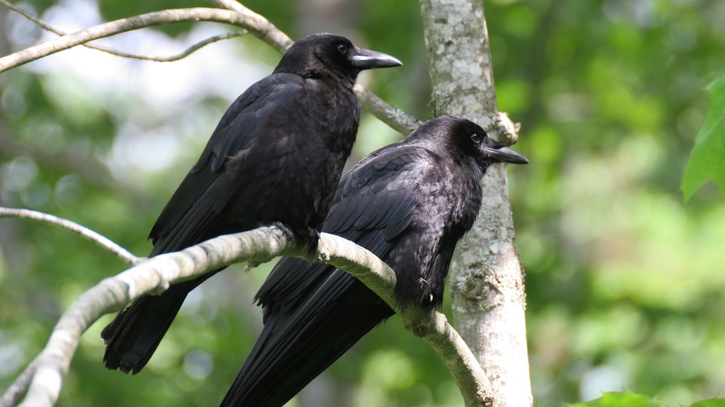 Zwei Rabenvögel sitzen auf einem Ast (Foto: Adobe Stock / Trevor Allen)