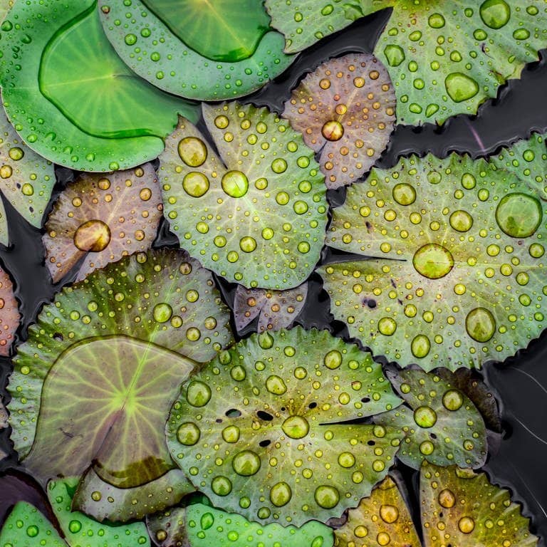 Wassertropfen auf Lotos-Blättern