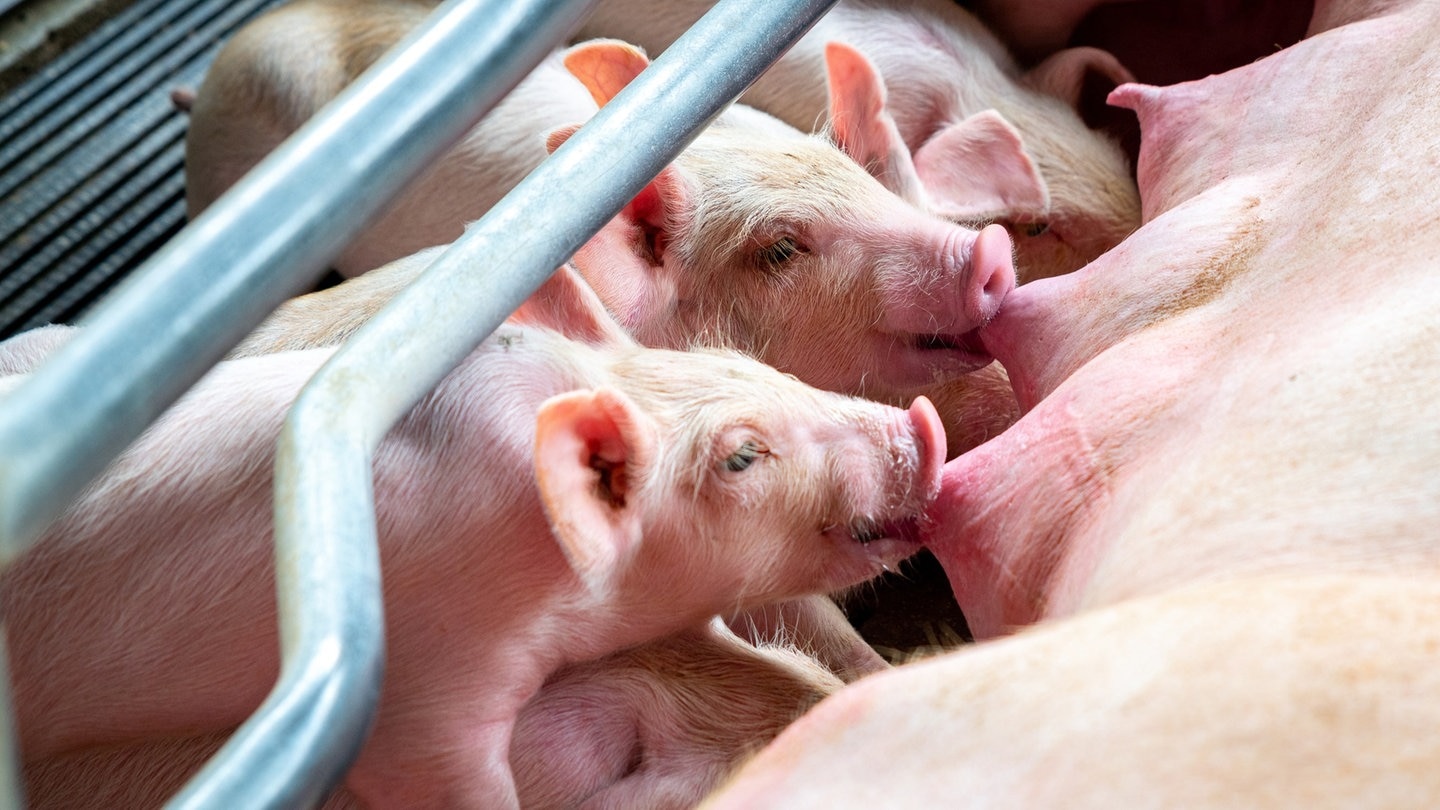 Ferkel trinken Milch bei ihrer Schweinemutter (Foto: Adobe Stock/Songkhla Studio)