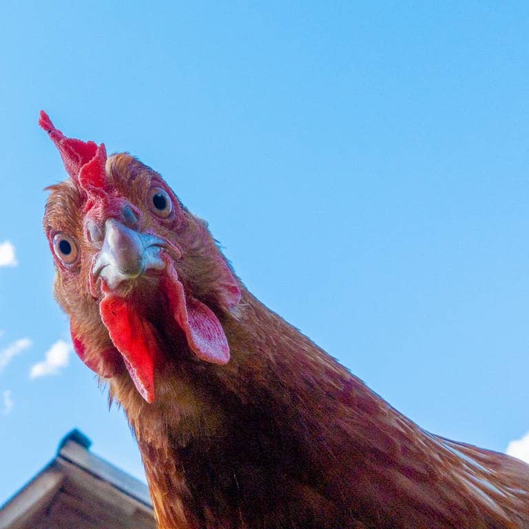 Huhn schaut von oben in die Kamera