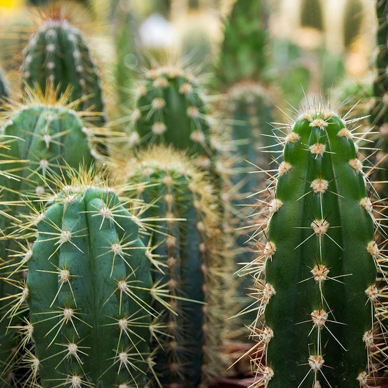 Kaktus-Garten