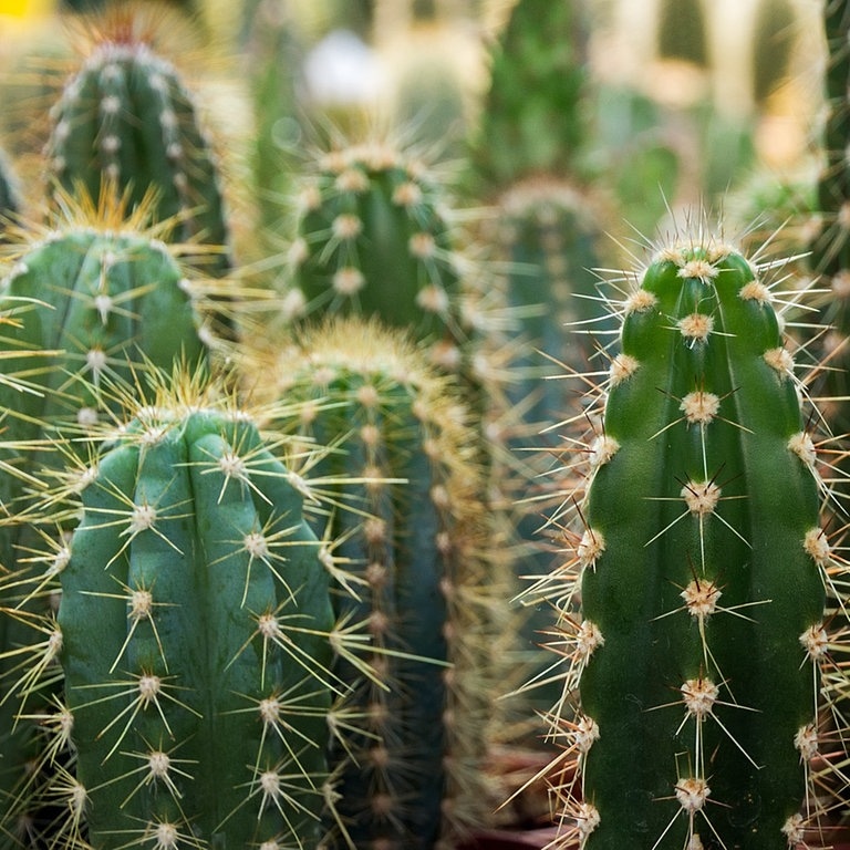 Kaktus-Garten (Foto: Adobe Stock, Emoji Smileys People)