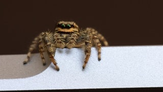 Eine kleine Springspinne. Warum haben wir Angst vor Spinnen? (Foto: IMAGO, Karsten Eggert) Eine kleine Springspinne. Warum haben wir Angst vor Spinnen?