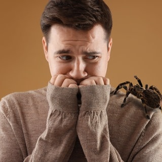 Eine Spinne sitzt auf der Schulter eines Mannes. Er fürchtet sich. Warum haben wir Angst vor Spinnen?
