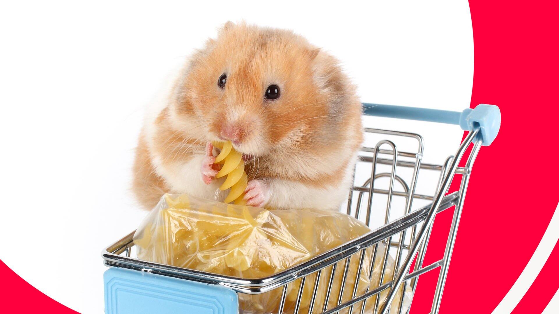 Hamster sitzt im Einkaufswagen und knabbert an Nudeln (Foto: Adobe Stock/Olesya)