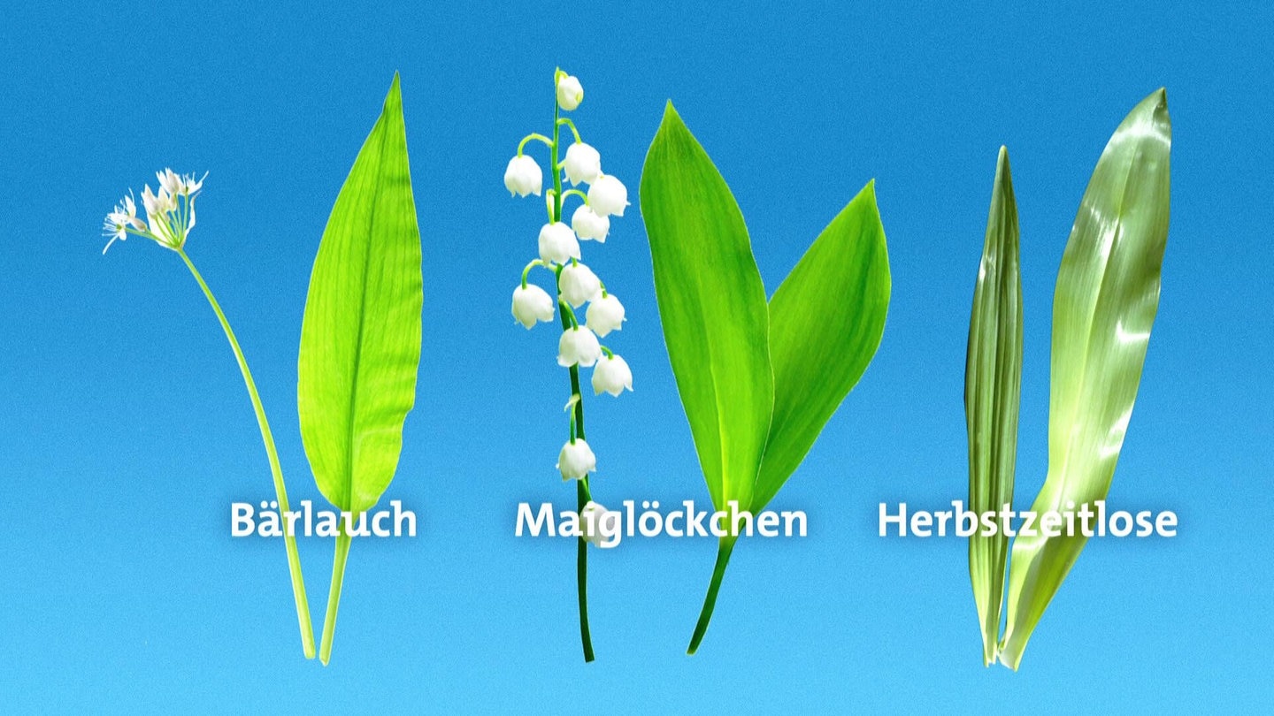 Foto: SWR Unterschied Bärlauch und Maiglöckchen (Foto: SWR)