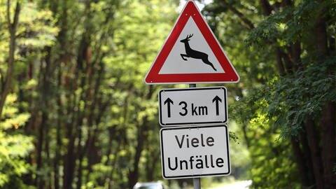 Wildwechsel-Schild: So verhältst du dich beim Wildunfall (Foto: imago images / Martin Müller)