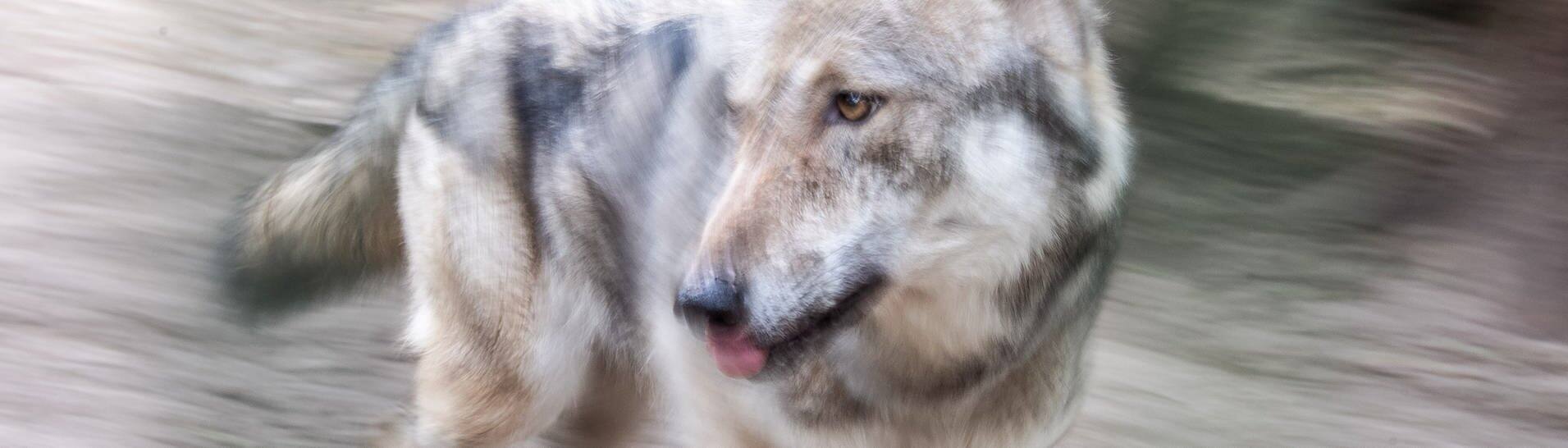 Europäischer Grauwolf (Foto: dpa Bildfunk, picture alliance/dpa | Sina Schuldt)