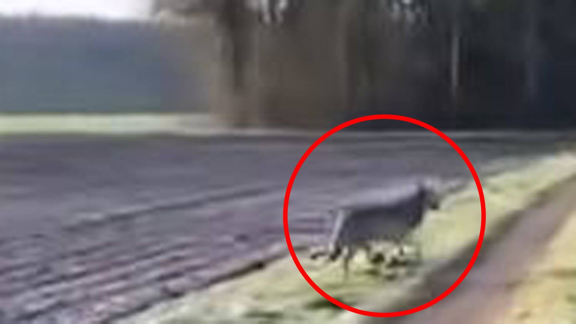 Niedersachsen: Begegnung mit einem aufdringlichen Wolf. (Foto: Youtube)