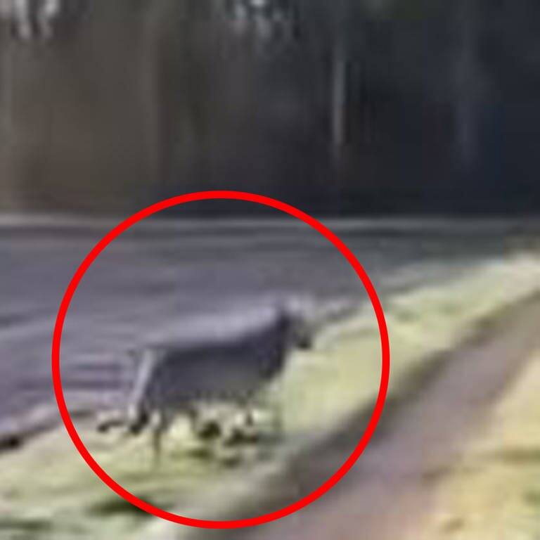 Niedersachsen: Begegnung mit einem aufdringlichen Wolf. (Foto: Youtube)