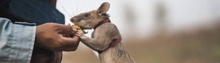 Das undatierte Foto zeigt die kambodschanische Ratte Magawa, die an einer Leine geführt wird.