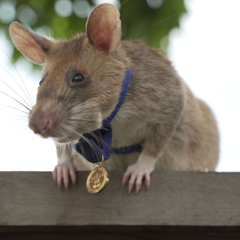 Das undatierte Foto zeigt die Ratte Magawa, die eine kleine Goldmedaille um den Hals trägt. (Foto: dpa Bildfunk, picture alliance/dpa/PA Media | Pdsa)