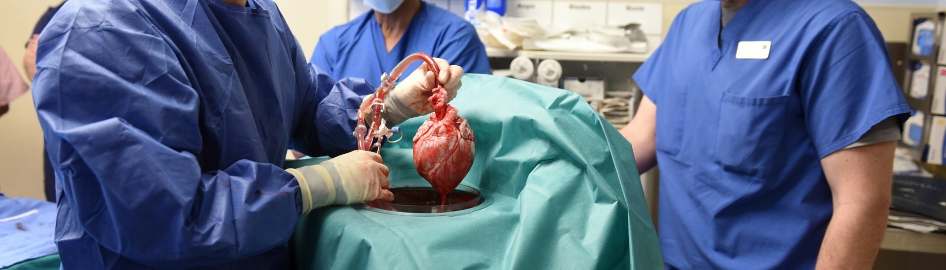 Ein Schweineherz wird eingesetzt. (Foto: dpa Bildfunk, picture alliance/dpa/University of Maryland School of Medicine | Tom Jemski)