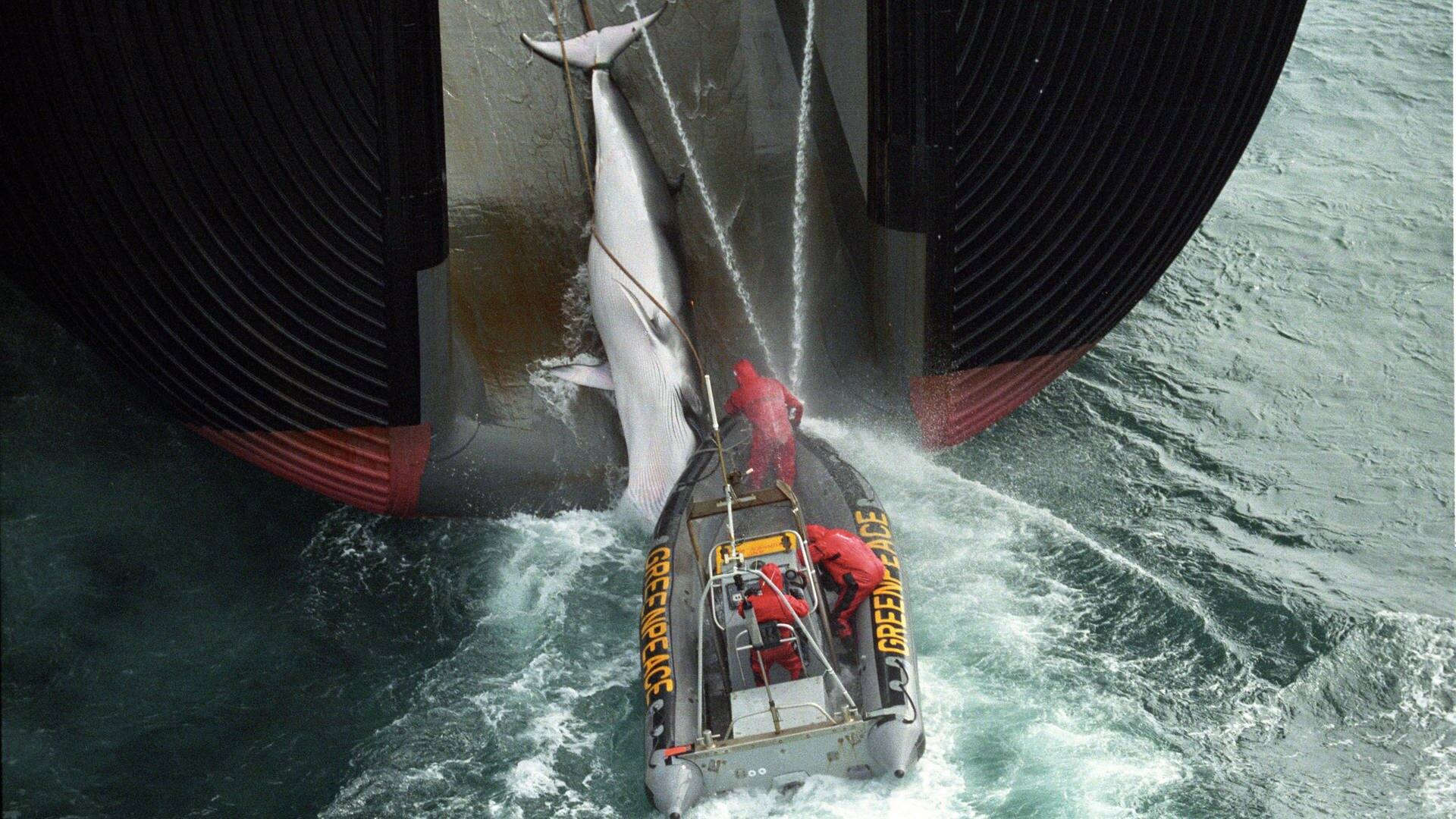Umweltschützer haken sich an einem Walfangschiff ein (Foto: dpa Bildfunk, picture alliance/dpa/Greenpeace International | John Cunningham)