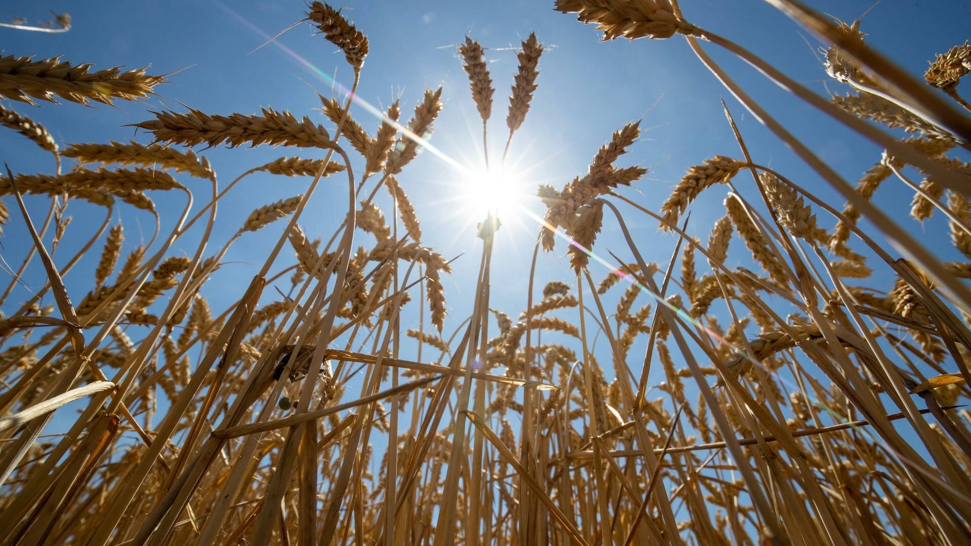 Die Sonne scheint über einem Weizenfeld (Foto: dpa Bildfunk, picture alliance/dpa | Daniel Karmann)