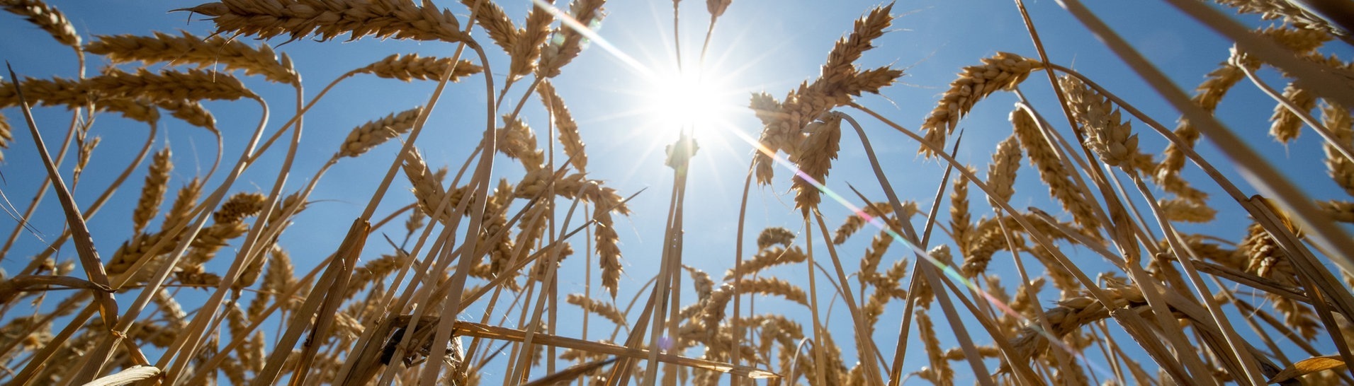 Die Sonne scheint über einem Weizenfeld (Foto: dpa Bildfunk, picture alliance/dpa | Daniel Karmann)