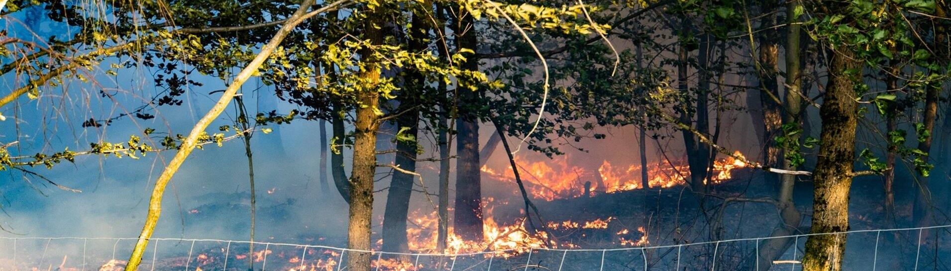 Flammen lodern bei einem Waldbrand in einem Waldstück im Kreis Offenbach. (Foto: dpa Bildfunk, picture alliance/dpa/5vision Media | --)