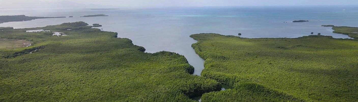 Mangrovenwald auf Guadeloupe: Hier wurde das Bakterium gefunden. (Foto: Reuters)