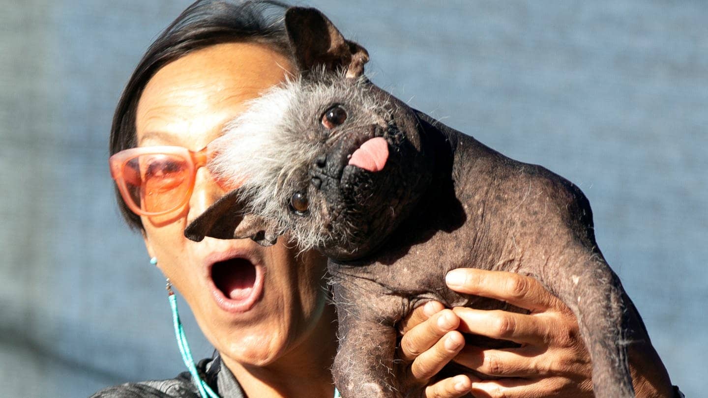 Der hässlichste Hund der Welt, Mr. Happy Face (Foto: dpa Bildfunk, picture alliance/dpa/AP | D. Ross Cameron)