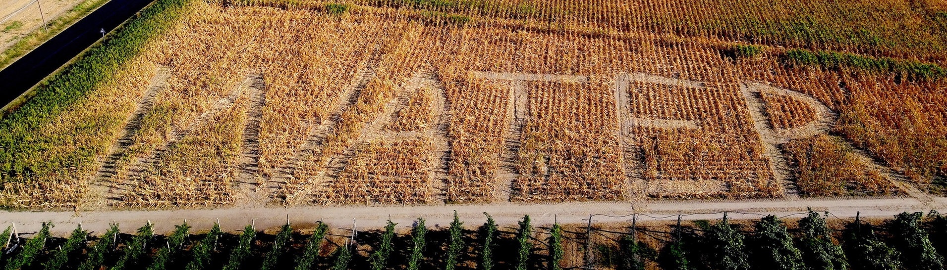 In ein Feld wurde gemäht, dass man Wasser sparen sollte.  (Foto: dpa Bildfunk, picture alliance/dpa/Dario Gambarin | -)