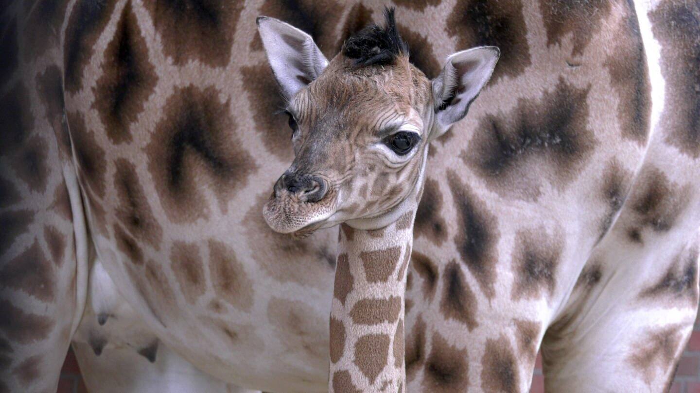 Ein Giraffenbaby schmiegt sich an seine Mutter (Foto: dpa Bildfunk, picture alliance/dpa/Tierpark Berlin | -)
