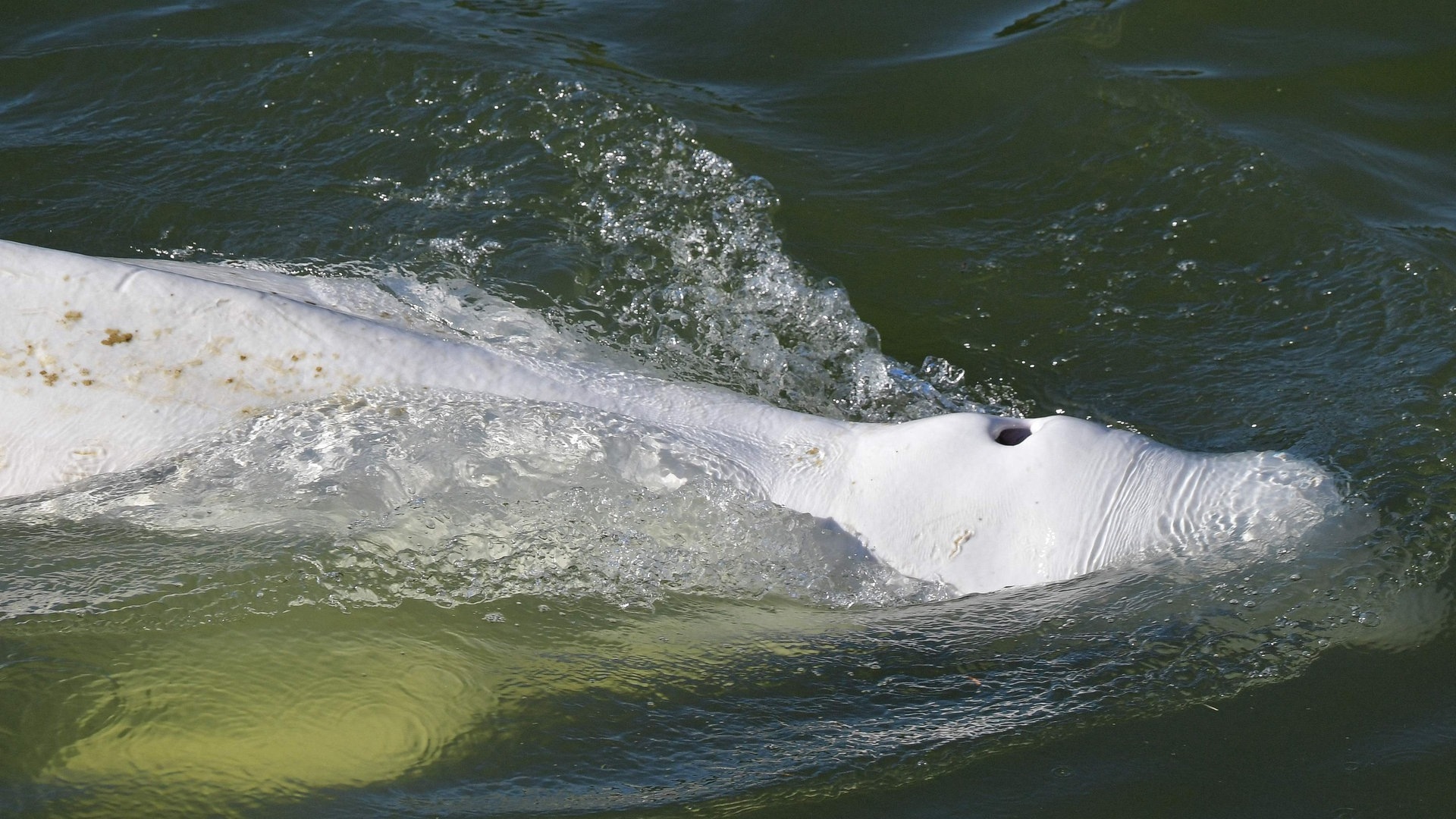 Foto: dpa Bildfunk, picture alliance/dpa/AFP | Jean-Francois Monier Ein Belugawal schwimmt am 5. August 2022 in der Nähe einer Schleuse in Courcelles-sur-Seine, die Seine hinauf. (Foto: dpa Bildfunk, picture alliance/dpa/AFP | Jean-Francois Monier)