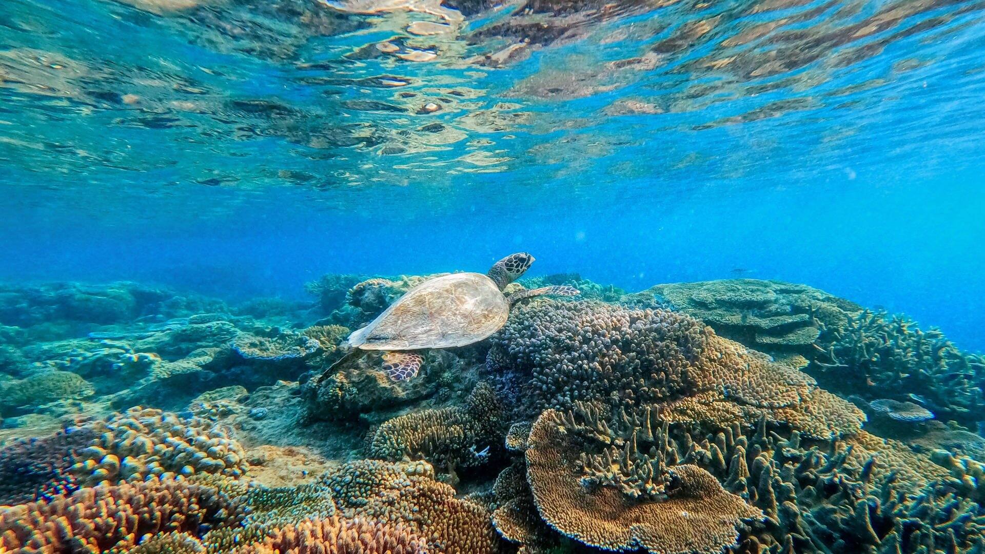 Das Great Barrier Reef erholt sich in Teilen wieder (Foto: picture-alliance / Reportdienste, picture alliance/dpa/Great Barrier Reef Foundation | ---)