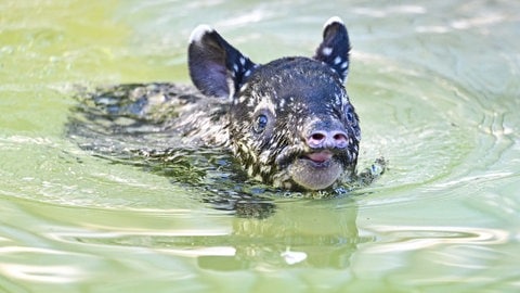 Ein wenige Tage altes Schabrackentapir Jungtier geht in seinem Gehege in der Wilhelma Stuttgart schwimmen. (Foto: dpa Bildfunk, picture alliance/dpa | Bernd Weißbrod)