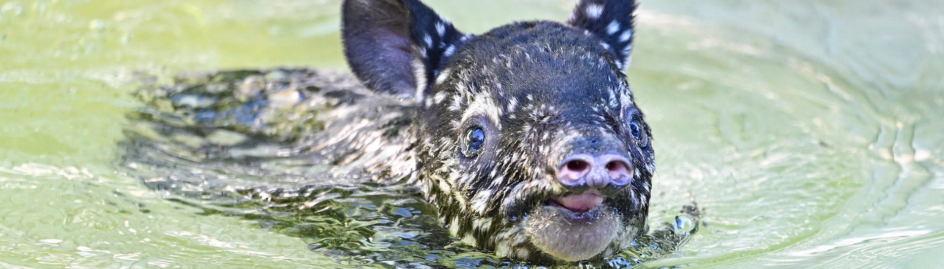 Ein wenige Tage altes Schabrackentapir Jungtier geht in seinem Gehege in der Wilhelma Stuttgart schwimmen. (Foto: dpa Bildfunk, picture alliance/dpa | Bernd Weißbrod)