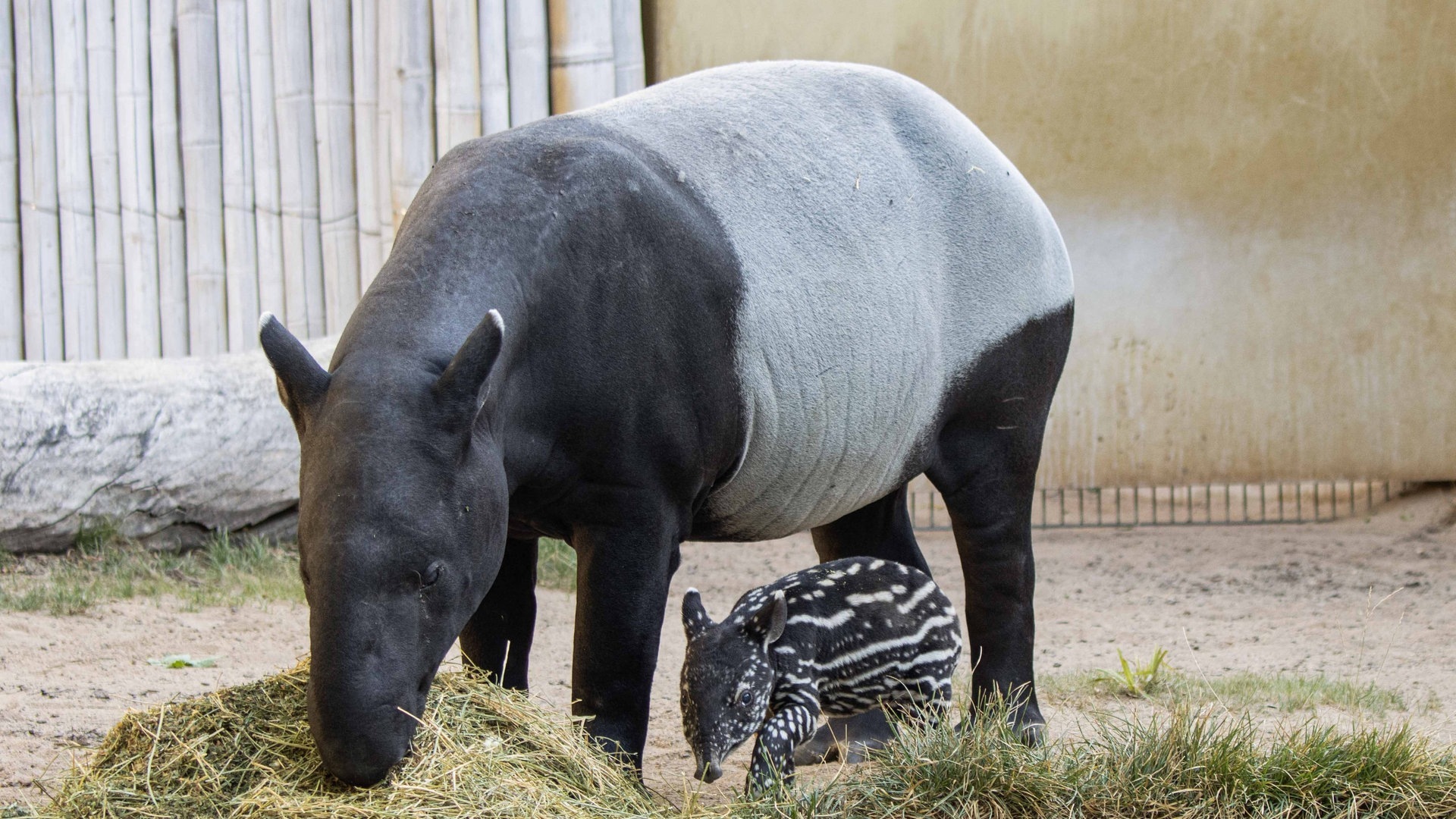 Foto: Foto: Wilhelma Stuttgart Das neun Tage alte Kälbchen der Schabrackentapire steht neben seinre Mutter Maya. (Foto: Foto: Wilhelma Stuttgart)