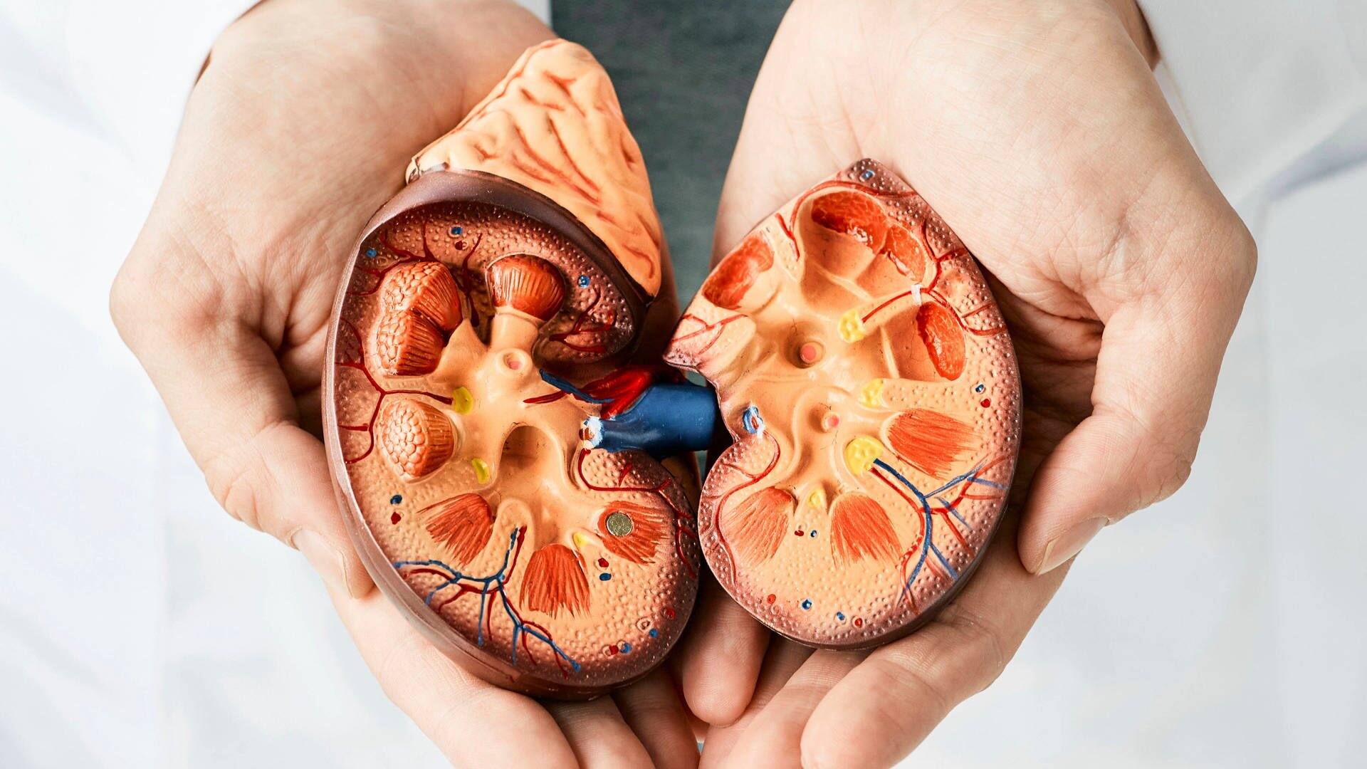 Schaubild einer Niere (Foto: IMAGO, IMAGO / Science Photo Library)