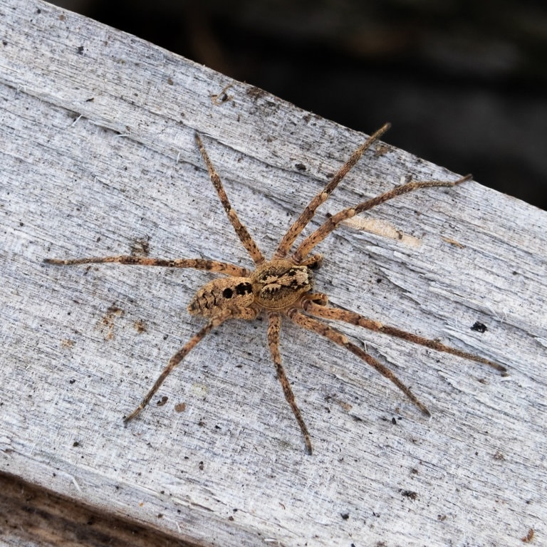 Eine Nosferatu-Spinne auf einem Holzblock (Foto: dpa Bildfunk, picture alliance/dpa/Nabu | Robert Pfeifle)