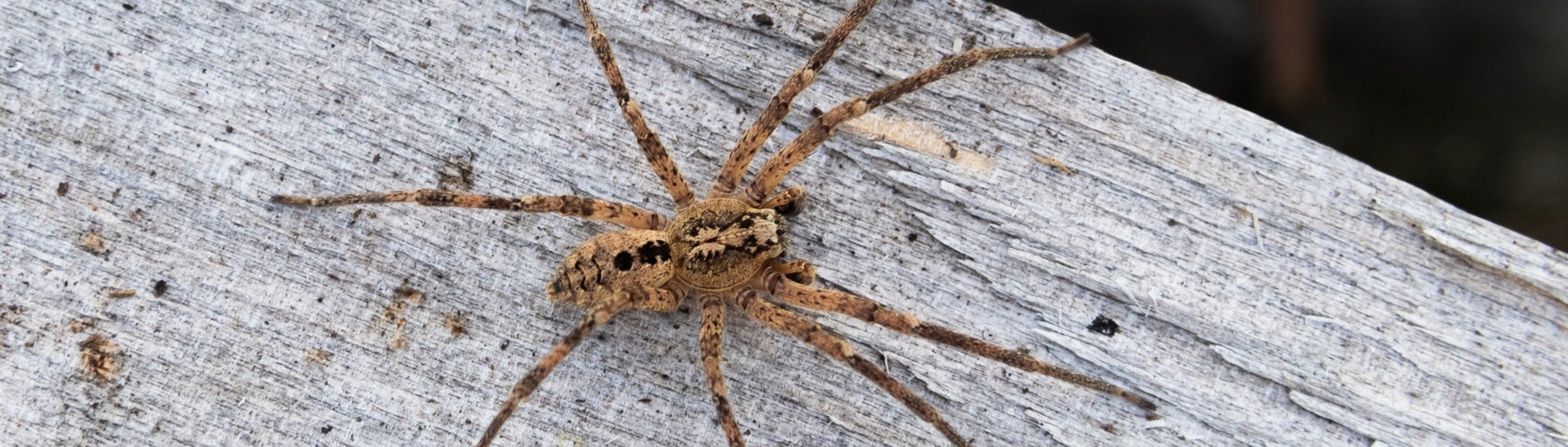 Eine Nosferatu-Spinne auf einem Holzblock (Foto: dpa Bildfunk, picture alliance/dpa/Nabu | Robert Pfeifle)