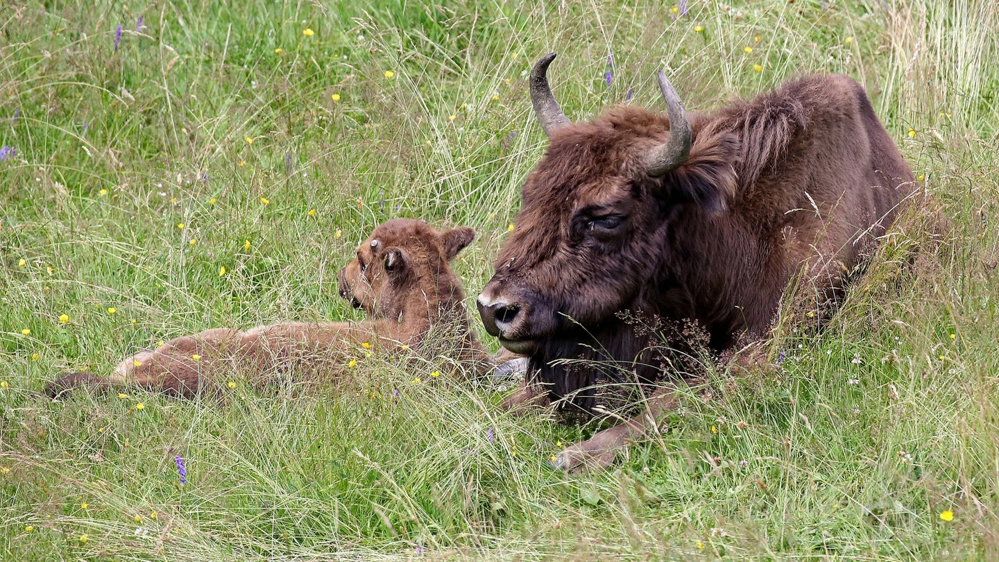 Foto: IMAGO, Rene Traut Wisent liegt mit Kalb auf einer Wiese (Foto: IMAGO, Rene Traut)