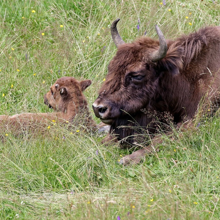 Wisent liegt mit Kalb auf einer Wiese (Foto: IMAGO, Rene Traut)