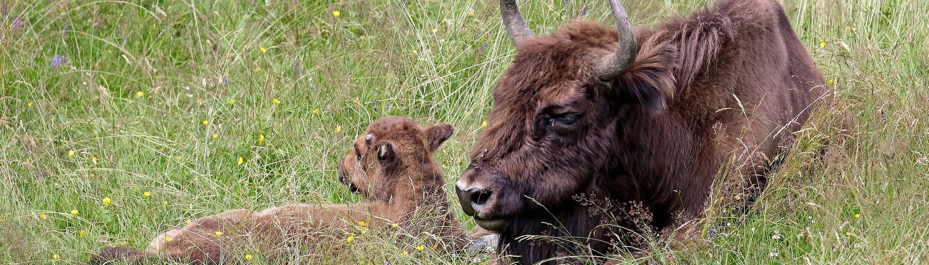 Wisent liegt mit Kalb auf einer Wiese (Foto: IMAGO, Rene Traut)