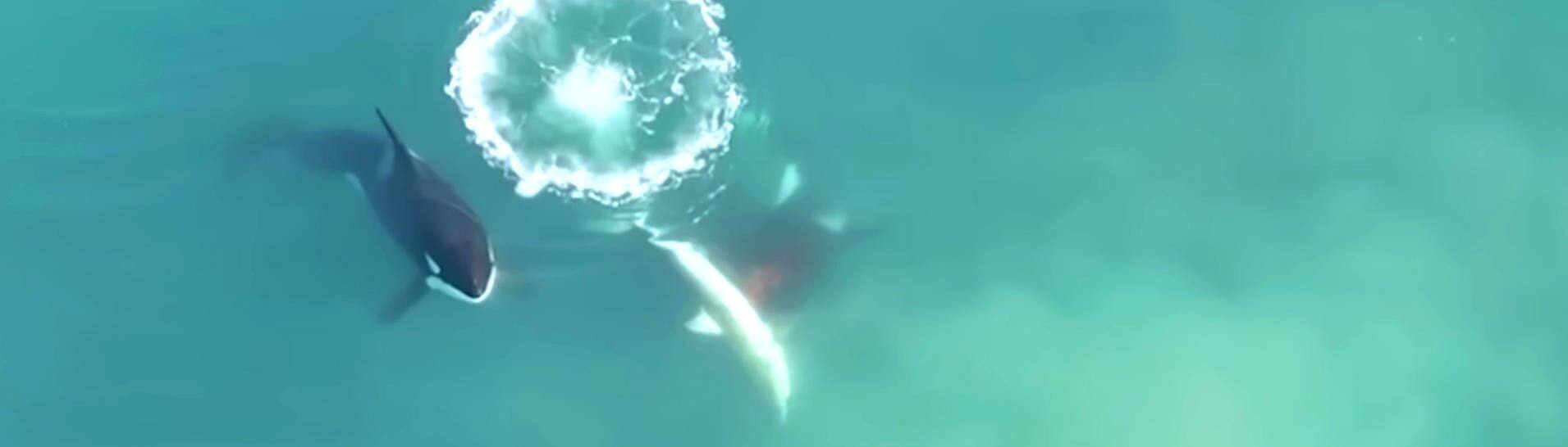 Orcas erlegen einen Weißen Hai vor Südafrika (Foto: SWR, Youtube / Sea Search Research & Conservation)