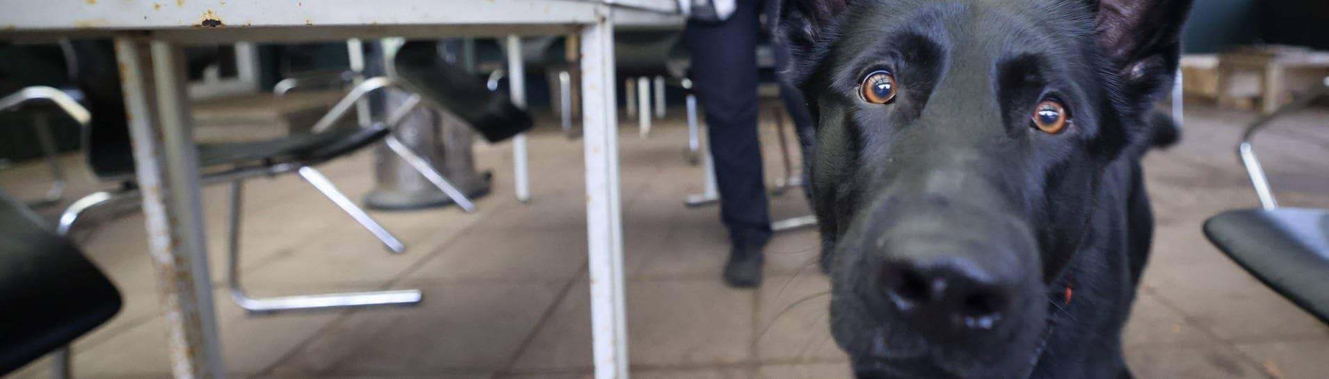 Symbolbild: ein Polizeihund in Neumünster. (Foto: dpa Bildfunk, picture alliance/dpa | Christian Charisius)